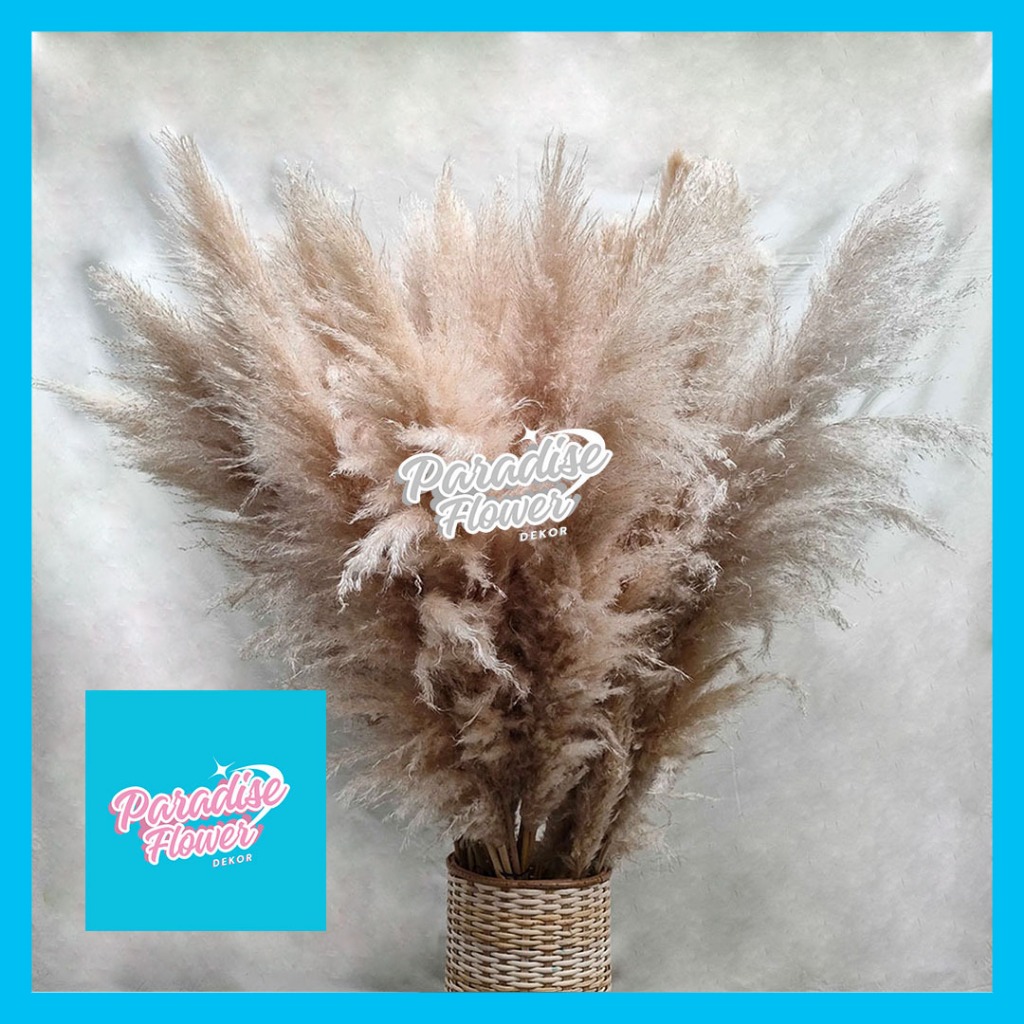 Jual DRIED IMPORT JUMBO CREAMY PAMPAS Grass Bunga Rumput Kering Natural ...