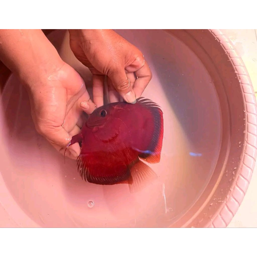 Jual Discus Sun Merah/ Sun Red Blue Rim/ Hiasan Aquarium Air Tawar ...