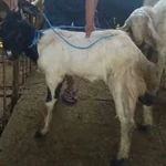 Kambing Qurban Surabaya Kambing Murah Kurir Instan