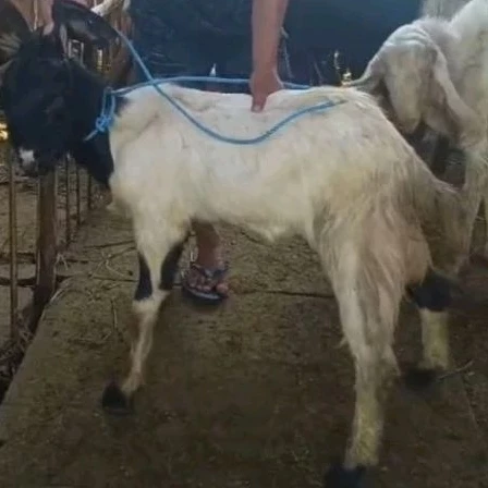 Jual Kambing Qurban di Surabaya