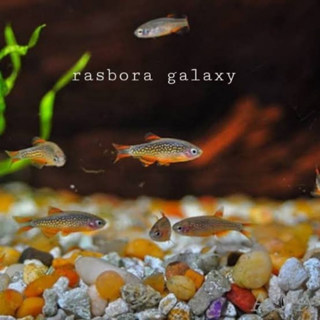 Jual rasbora galaxy | Shopee Indonesia