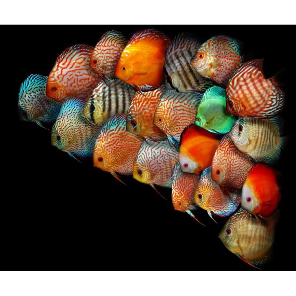 Jual DISCUS PAKET 5 2INC JENIS RANDOM | Shopee Indonesia
