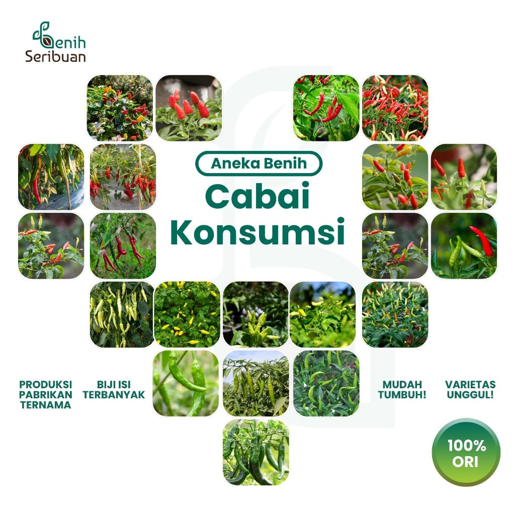 BENIH SERIBUAN - Aneka Bibit Cabe Konsumsi Sayur Sayuran Cabai Rawit Varian Unggulan