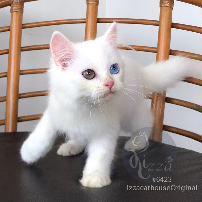 Jual Kucing Odd Eyes Terlengkap & Harga Terbaru Juli 2026 | Shopee ...