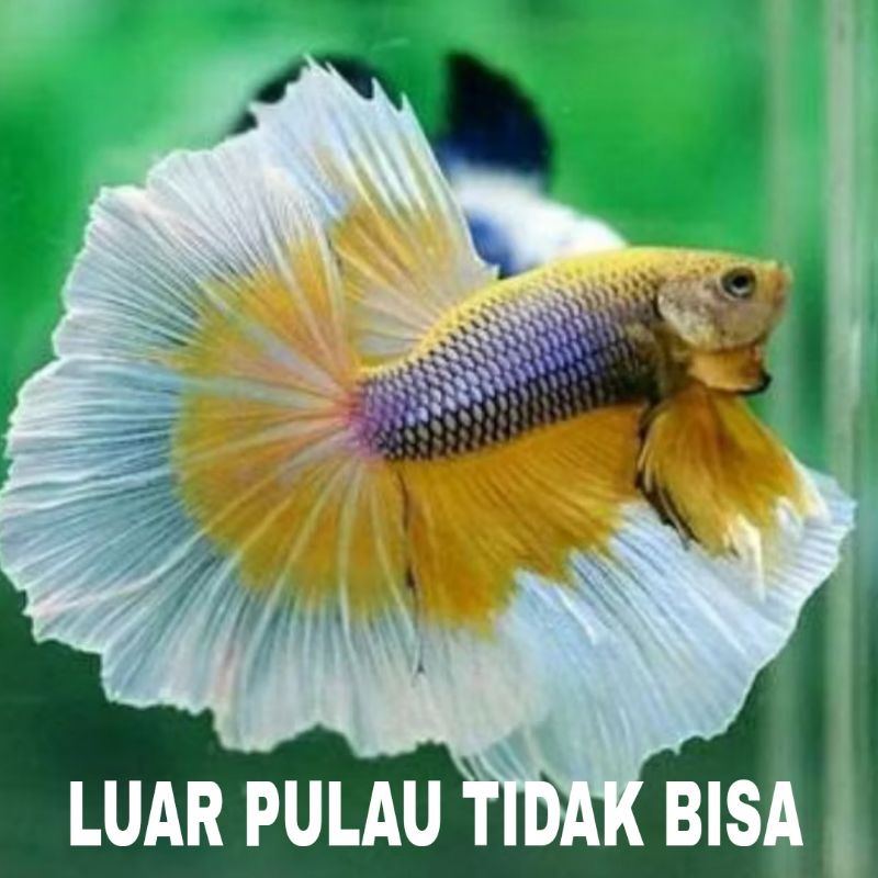 Jual HM MBULAN M++ ISI 30 (PROMO) | Shopee Indonesia