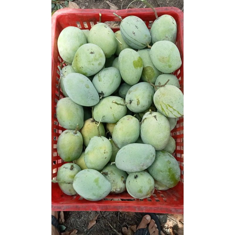 Jual mangga indramayu/ mangga cengkir dikirim mengkal per 1kg | Shopee ...