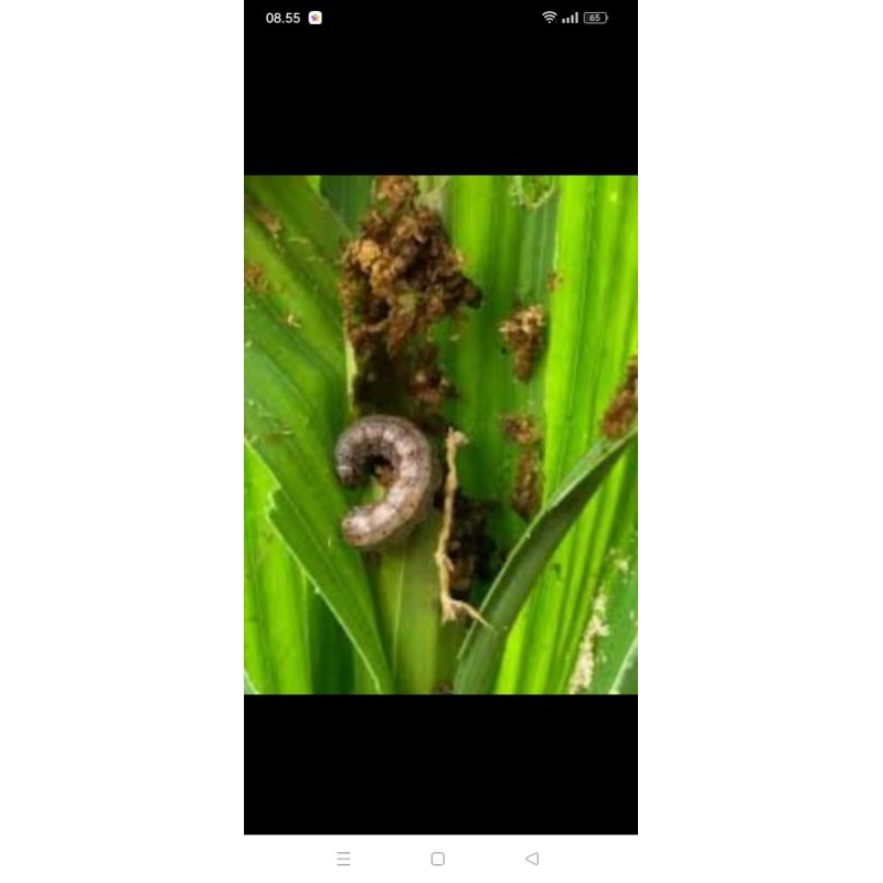 Jual Insektisida POSTRIN 500/50 EC Racun kontak, lambung, pernapasan ...