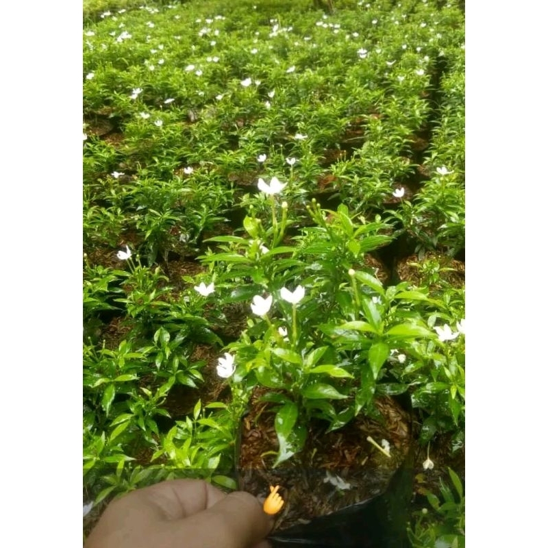 Jual Tanaman hias rombusa mini/sabrina | Shopee Indonesia