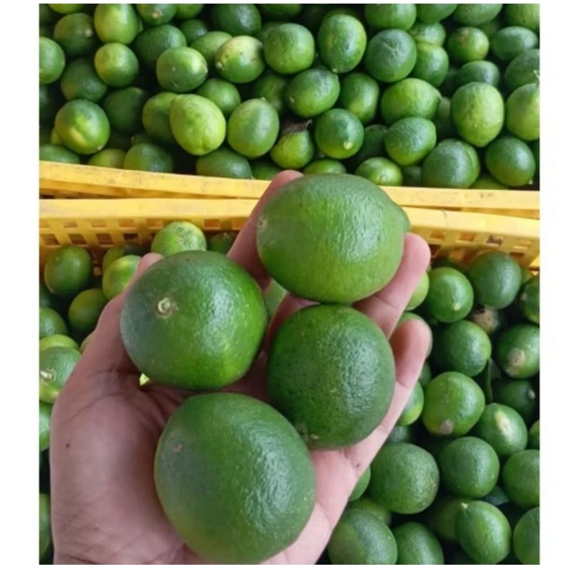 Jual Jeruk Nipis Segar dipetik langsung dari pohon 1kg | Shopee Indonesia