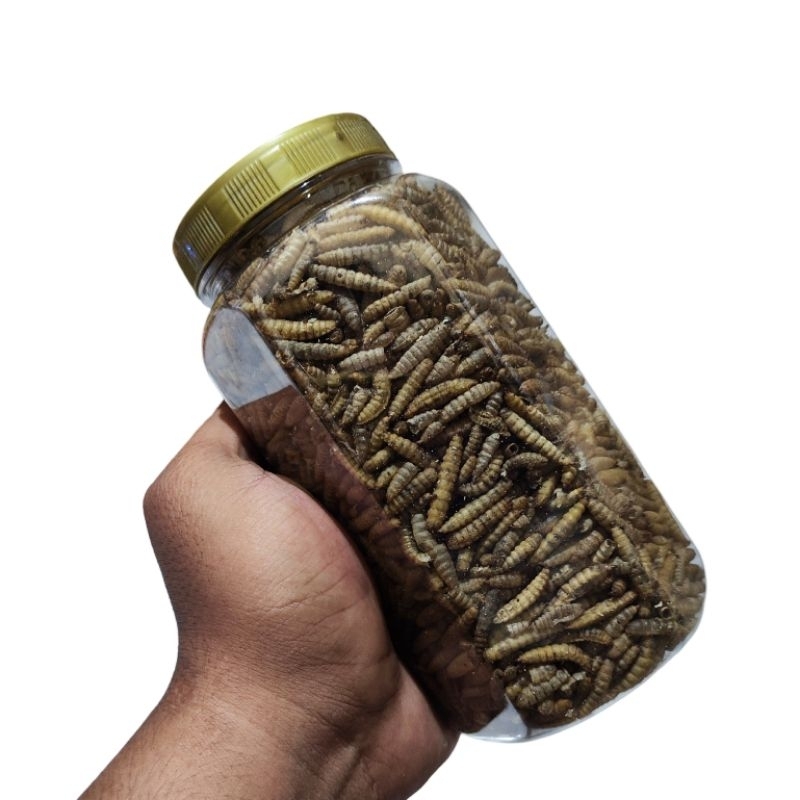 Jual 100 Gram Dried Maggot Kering Kemasan Botol Grade A+ Magot Premium ...