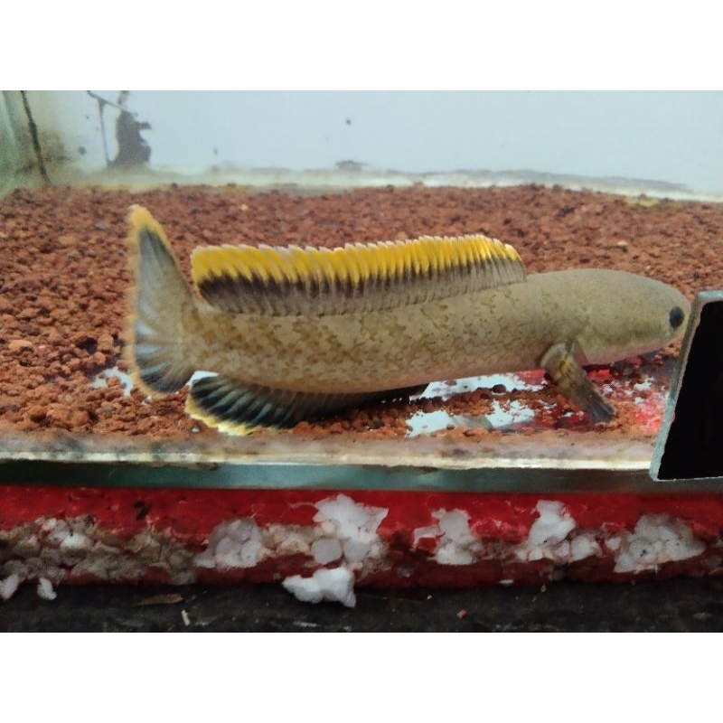 Jual Channa limbata rim tebal | Shopee Indonesia