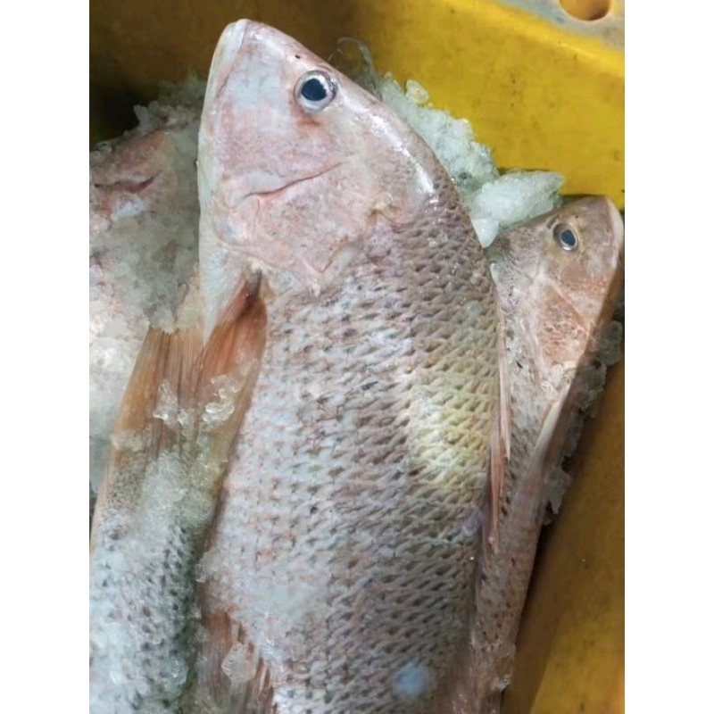 Jual Ikan kakap jenaha ikan segar jenaha Ikan laut segar | Shopee Indonesia