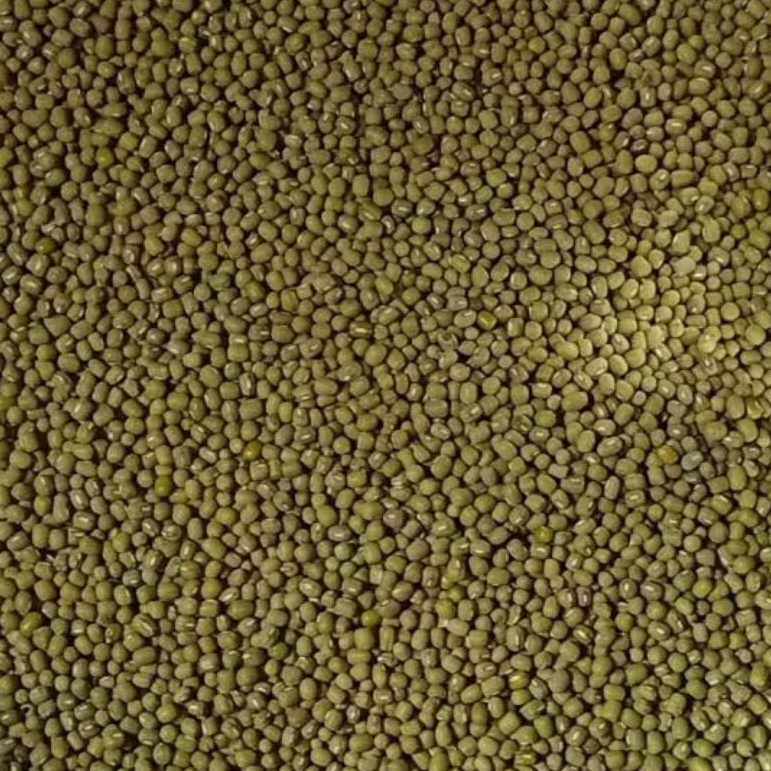 Jual KACANG HIJAU/KACANG KECAMBAH/KACANG SIOCI/KACANG TOGE/KACANG ...