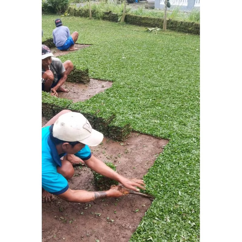 Jual RUMPUT GAJAH MINI - UKURAN PER 1 AKAR / PER SOBEKAN - RUMPUT HIDUP ...