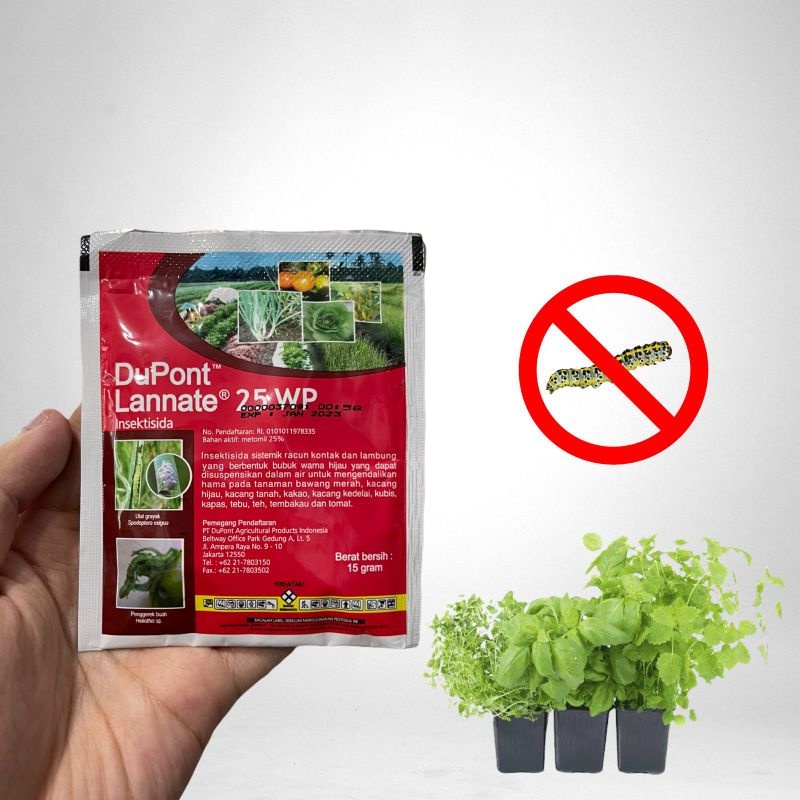 Porno Zuma sexy gladiator