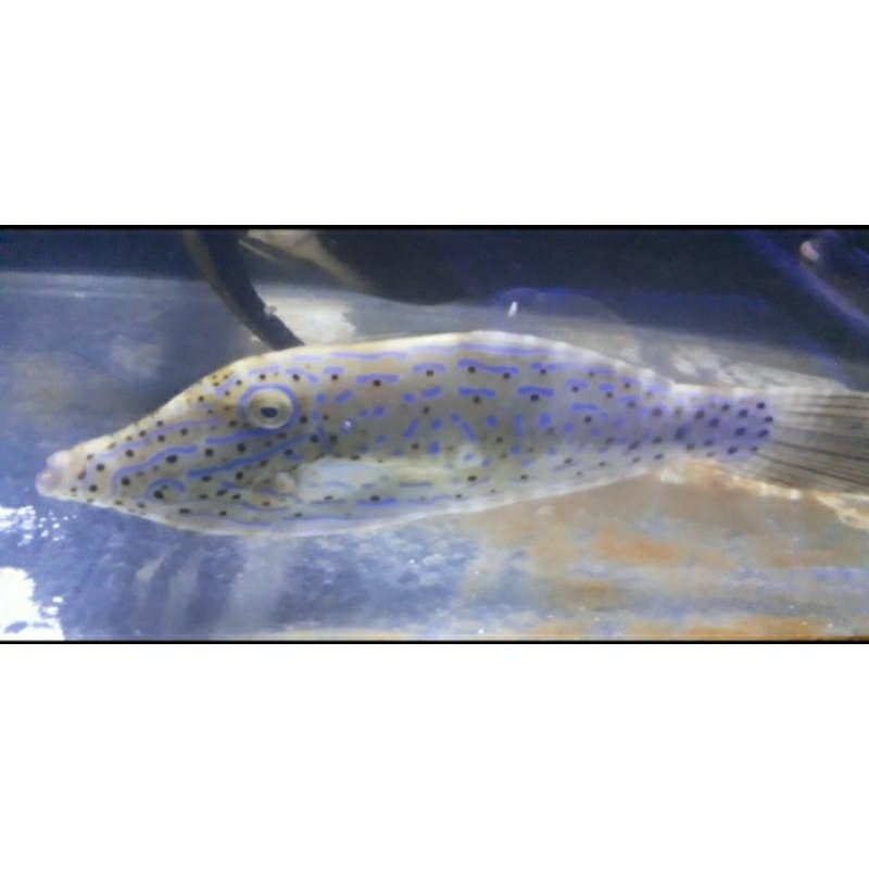 Jual FILEFISH/ IKAN HIAS LAUT SONANG EKOR SAPU 40CM | Shopee Indonesia