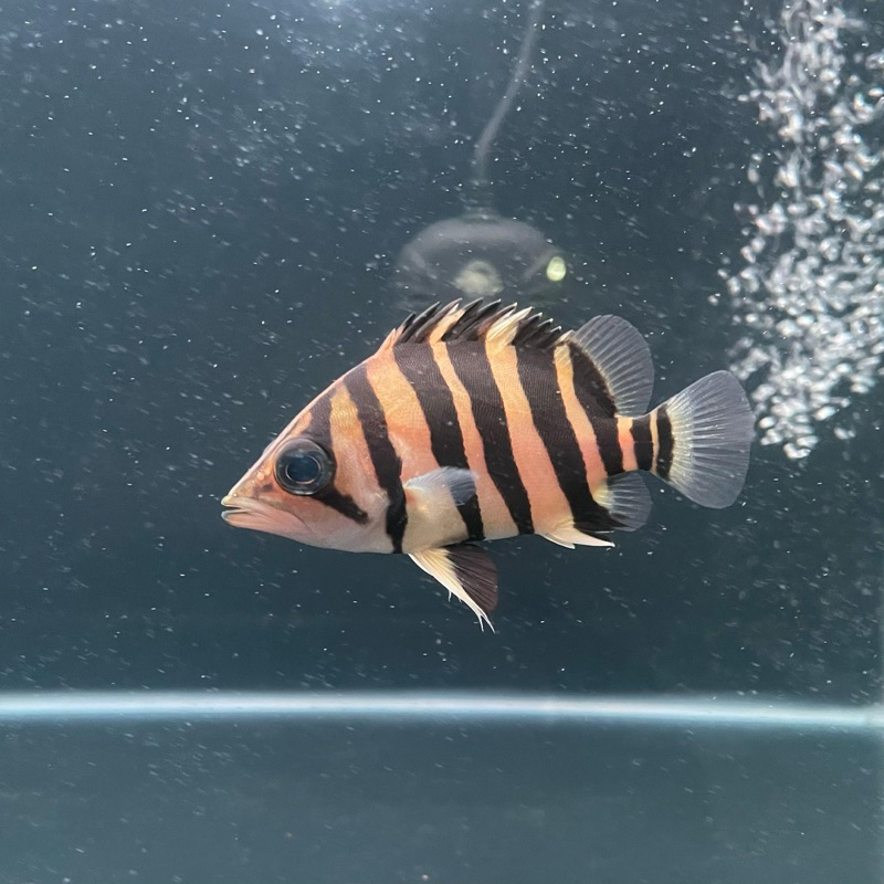 Jual Ikan Datz Terlengkap & Harga Terbaru Agustus 2026 | Shopee Indonesia