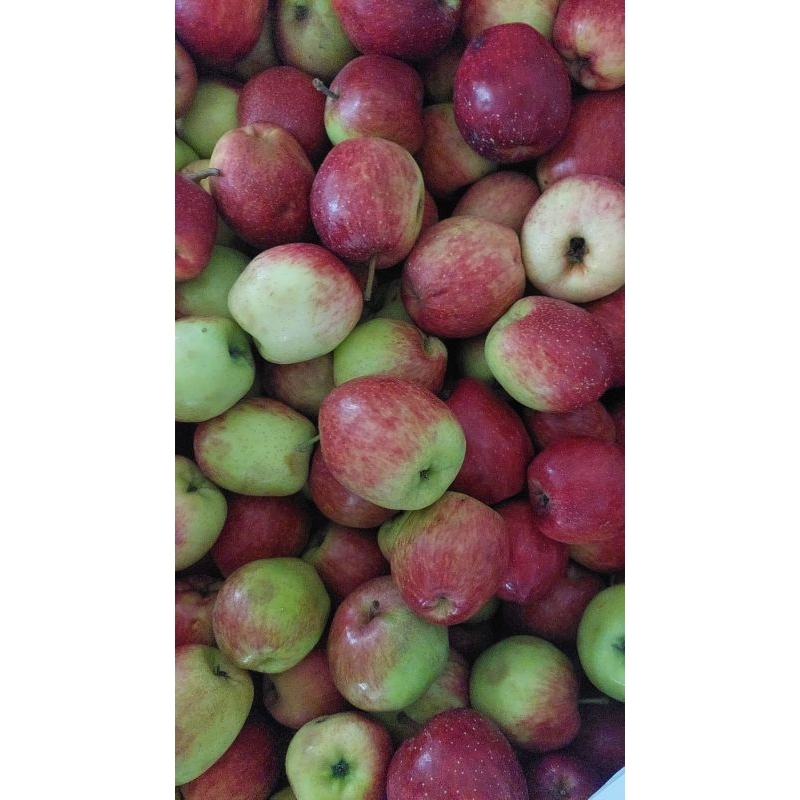 Jual apel jenis ana campur 1kg/apel fresh malang | Shopee Indonesia