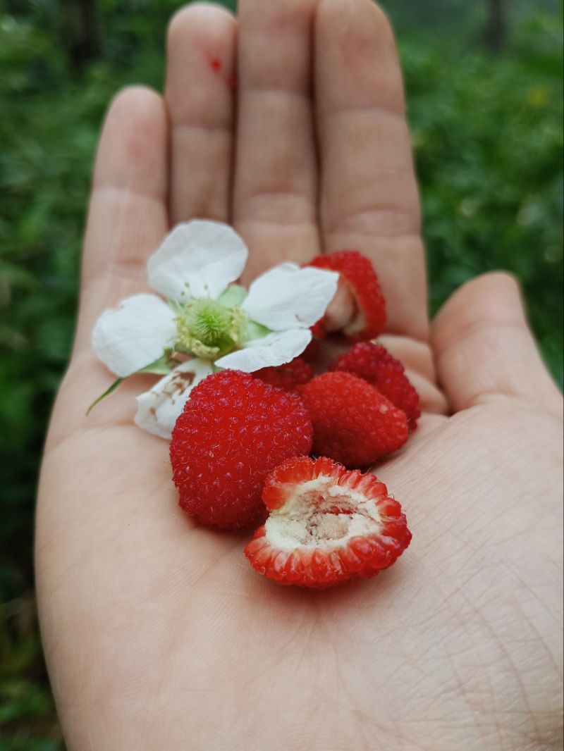 Jual stroberi liar / arbei gunung / berry liar atau Atherton Raspberry ...