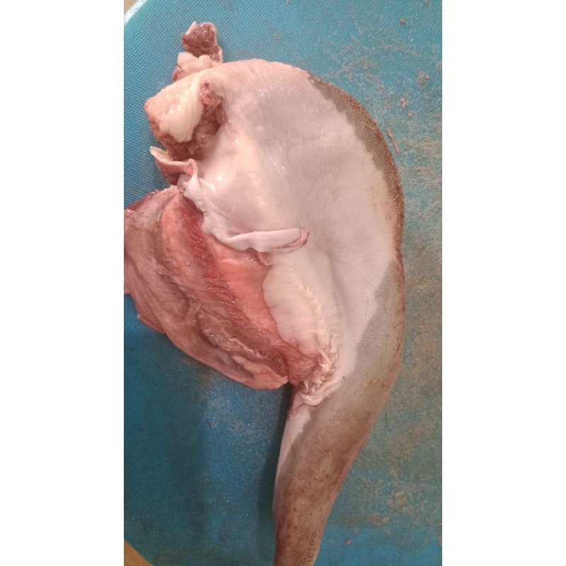 Jual lidah sapi kemasan 1kg | Shopee Indonesia