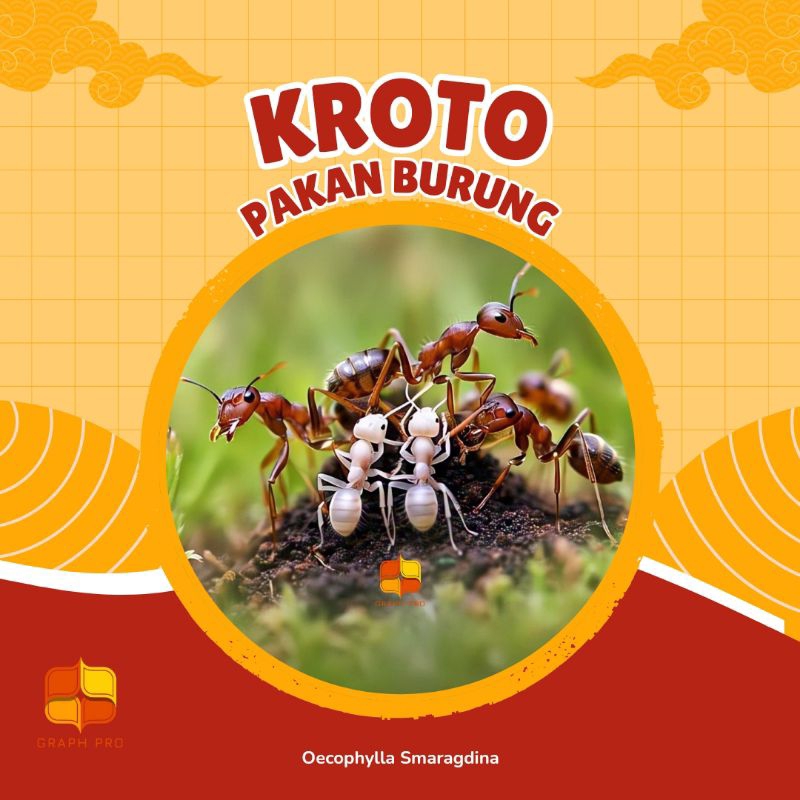 Jual 𝑲𝒓𝒐𝒕𝒐 𝑺𝒆𝒎𝒖𝒕 𝑹𝒂𝒏𝒈𝒓𝒂𝒏𝒈 𝒇𝒆𝒂𝒕 𝑹𝒂𝒕𝒖 𝑺𝒆𝒎𝒖𝒕/𝑺𝒂𝒓𝒂𝒏𝒈 𝑺𝒆𝒎𝒖𝒕 𝑷𝒂𝒌𝒂𝒏 𝑩𝒖𝒓𝒖𝒏𝒈 ...