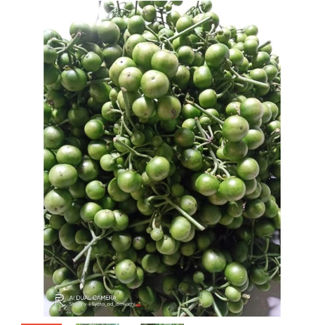 Jual leunca segar 1kg | Shopee Indonesia