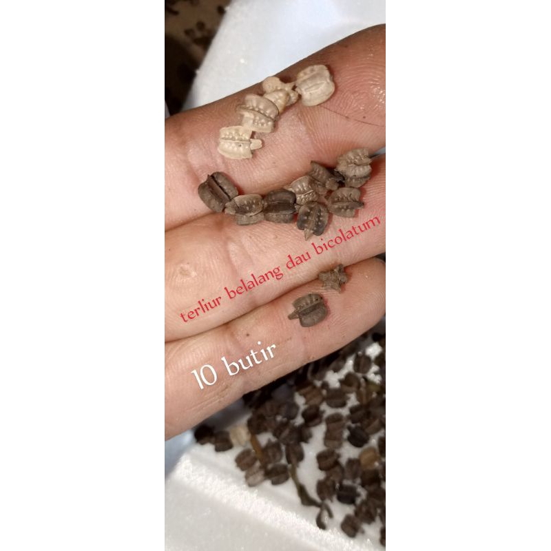 Jual telur belalang daun rambutan jambu bicolatum 10 butir | Shopee ...