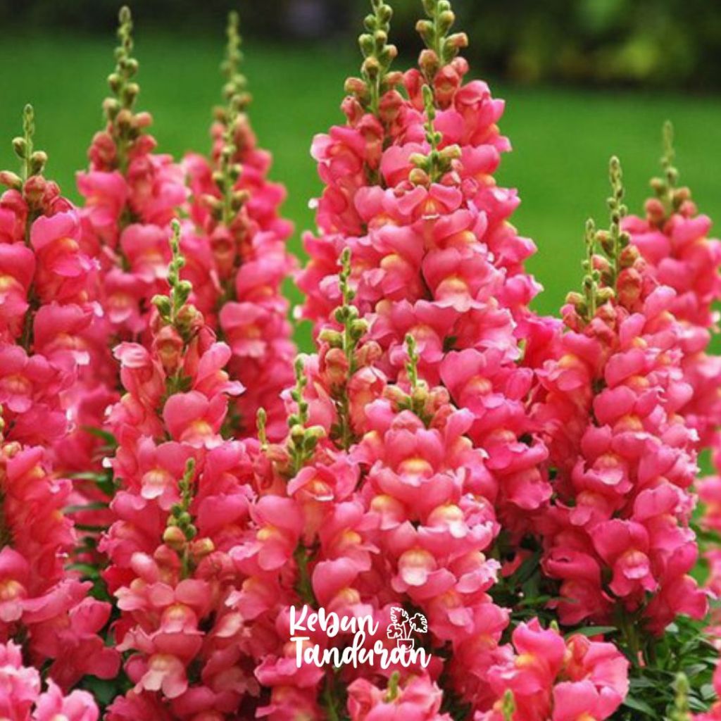Jual Bibit Bunga Snapdragon Antirrhinum Tanaman Snapdragon Aneka Warna ...