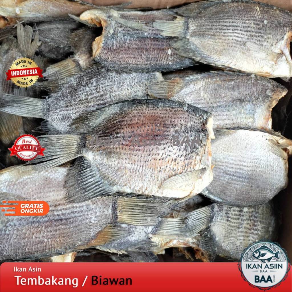 Jual Ikan Asin Tembakang / Biawan Size Jumbo Asli Kalimantan Kualitas ...