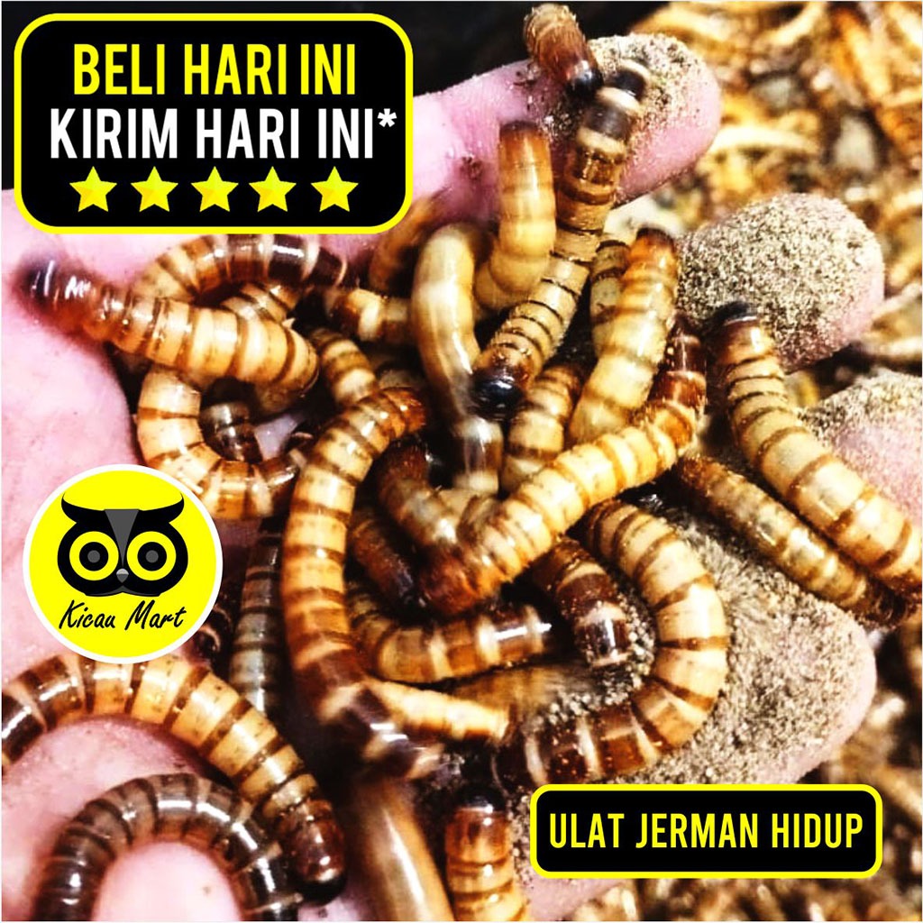 Jual KICAU MART Ulat Jerman Hidup Fresh Superworm Pakan Makanan Harian ...