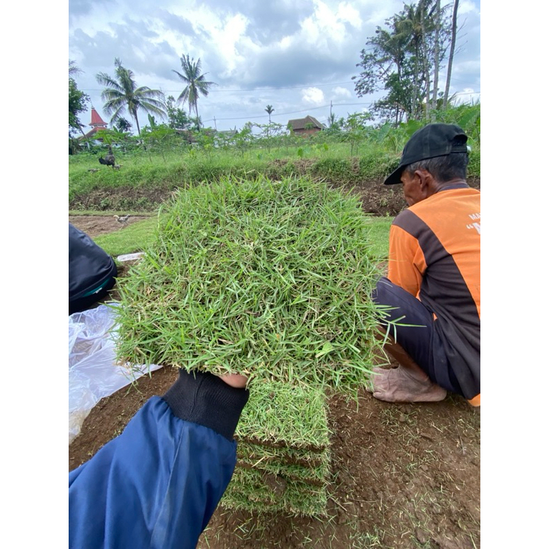 Jual rumput Jepang hidup 25x25 cm /rumput kuburan /rumput taman ...