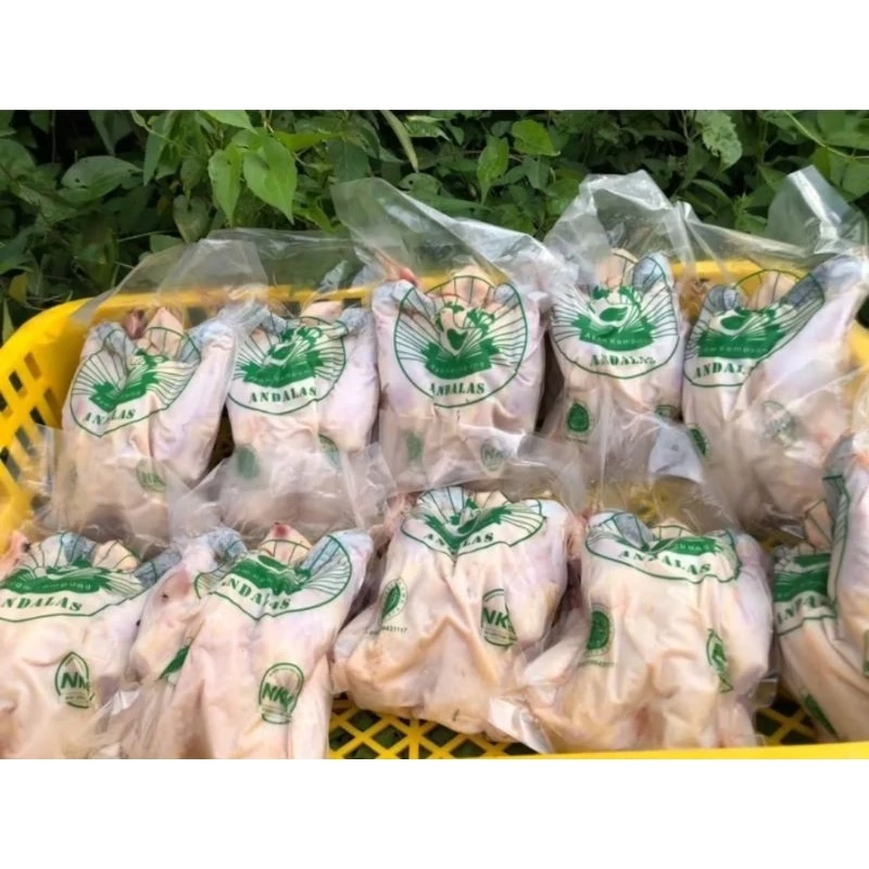 Ayam Kampung Utuh Andalas Free Range Segar 500gr