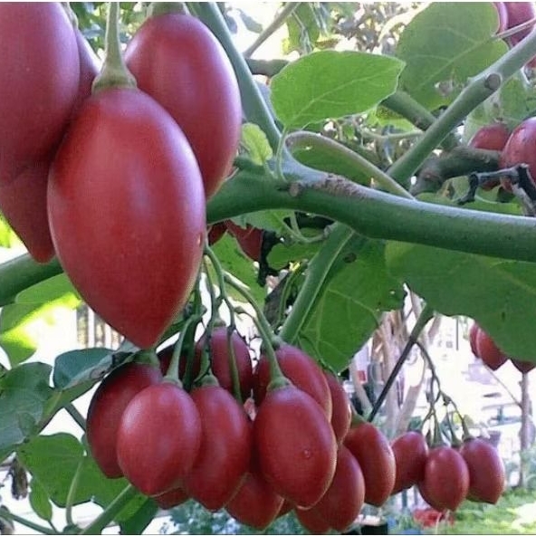 Jual BENIH/BIJI TERONG BELANDA (25 butir) | Shopee Indonesia