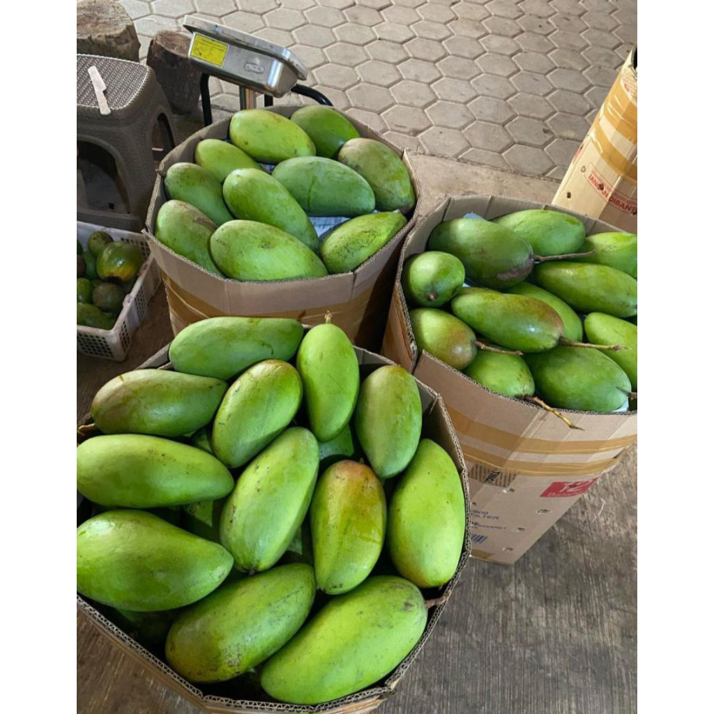 Jual MANGGA KIOJAY GROSIR KRIUK MENTAH/MENGKEL 1,5KG, 2KG, 3 KG , 5 KG ...