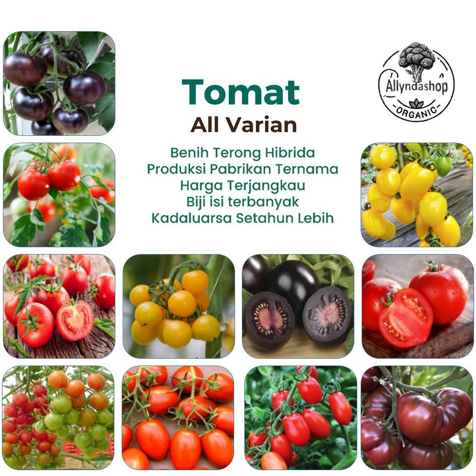 Bibit Benih Tomat Sayuran Varian Unggulan
