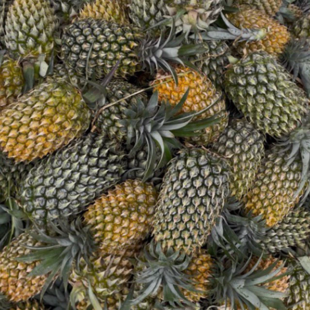 Nanas Blitar Jatim