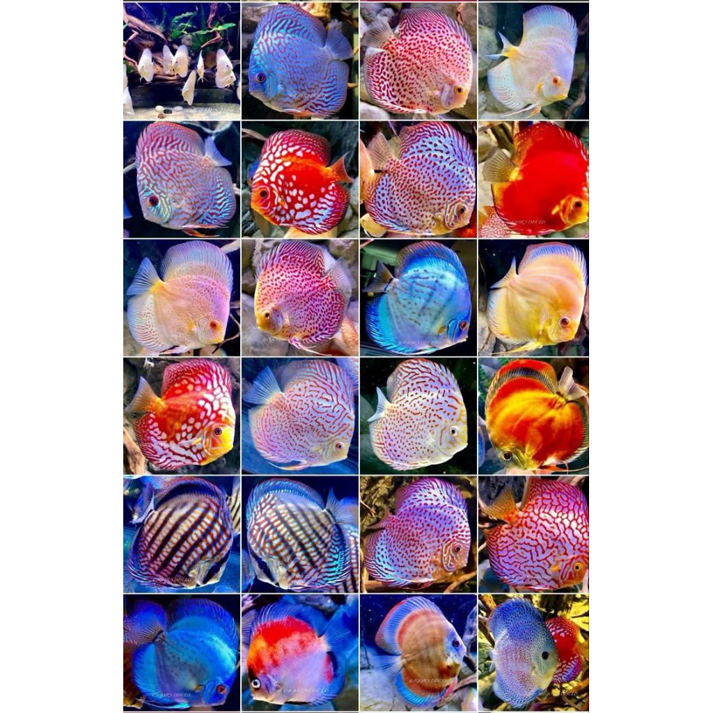 Jual DISCUS PAKET 5 2INC JENIS RANDOM | Shopee Indonesia