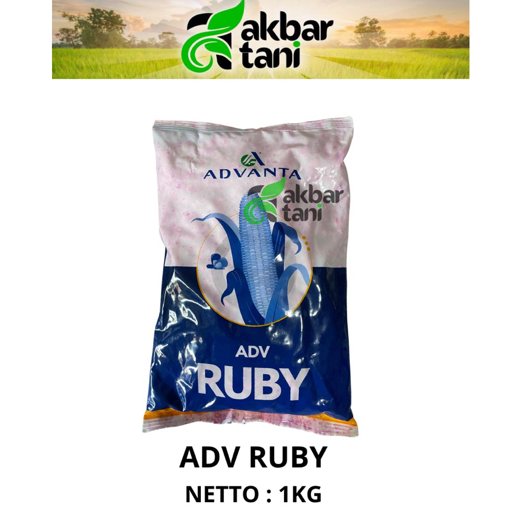 Jual bibit jagung adv ruby 1kg benih jagung advanta ruby adv 777 5kg ...