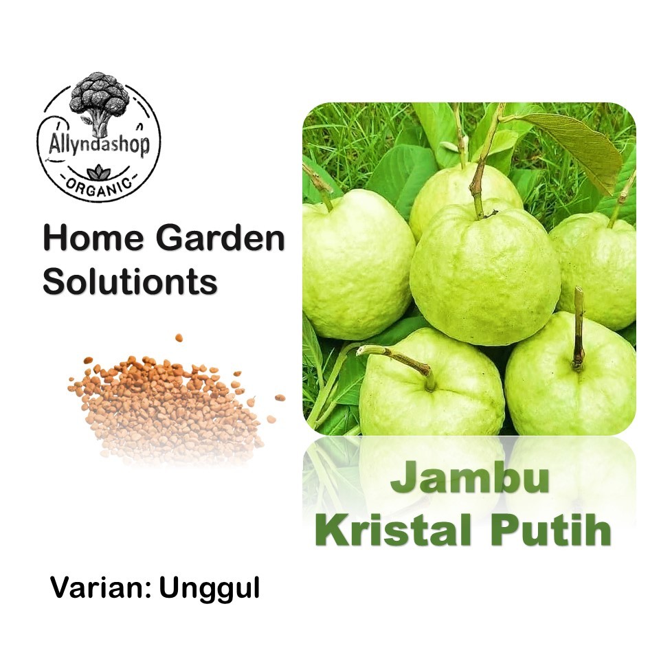 Bibit Benih Biji Buah Jambu Kristal Putih Unggul