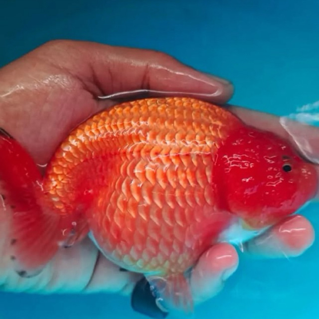 Jual KOKI RANCHU BESAR GRADE A&F1 | Shopee Indonesia