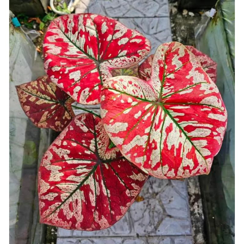 Jual caladium universe Thailand series garansi ori | Shopee Indonesia