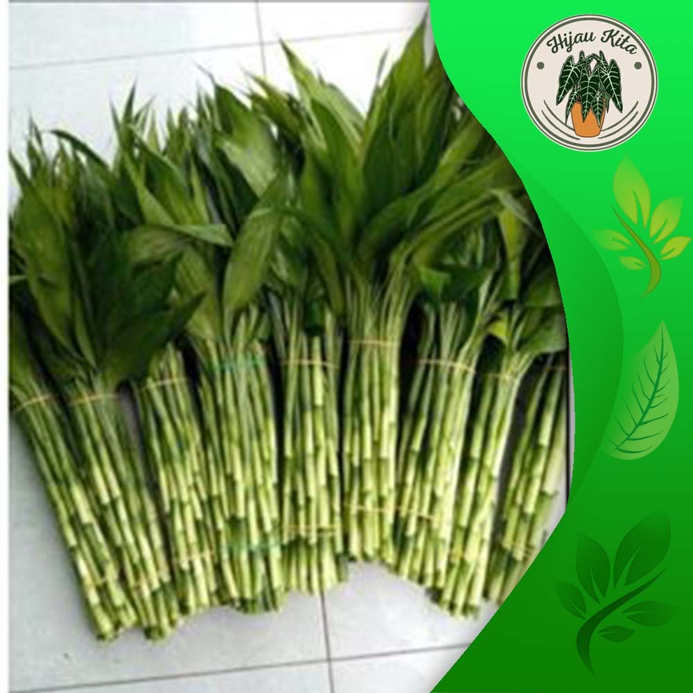 Jual Bambu Hoki Sri rejeki perbatang Tanaman Hias | Shopee Indonesia