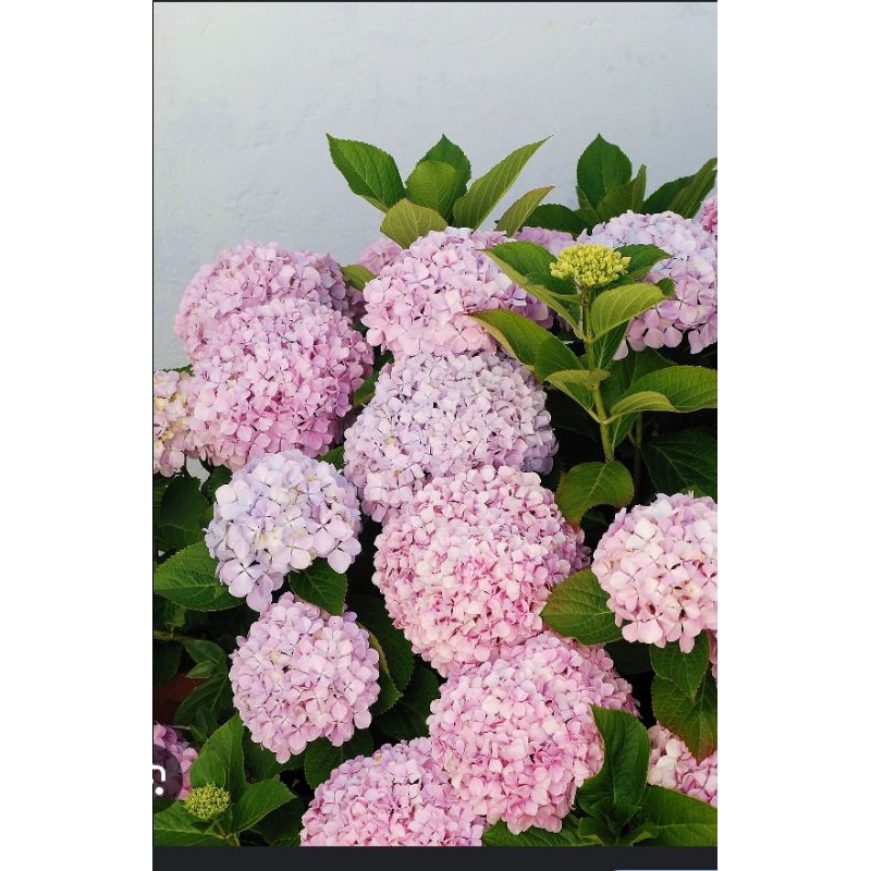 Jual BIBIT BUNGA HORTENSIA, BIBIT BUNGA BOKOR, BUNGA MASAMBA , BIBIT ...