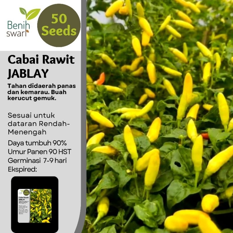 Jual Isi 50 Butir Benih Cabai Rawit JABLAY Super | Shopee Indonesia