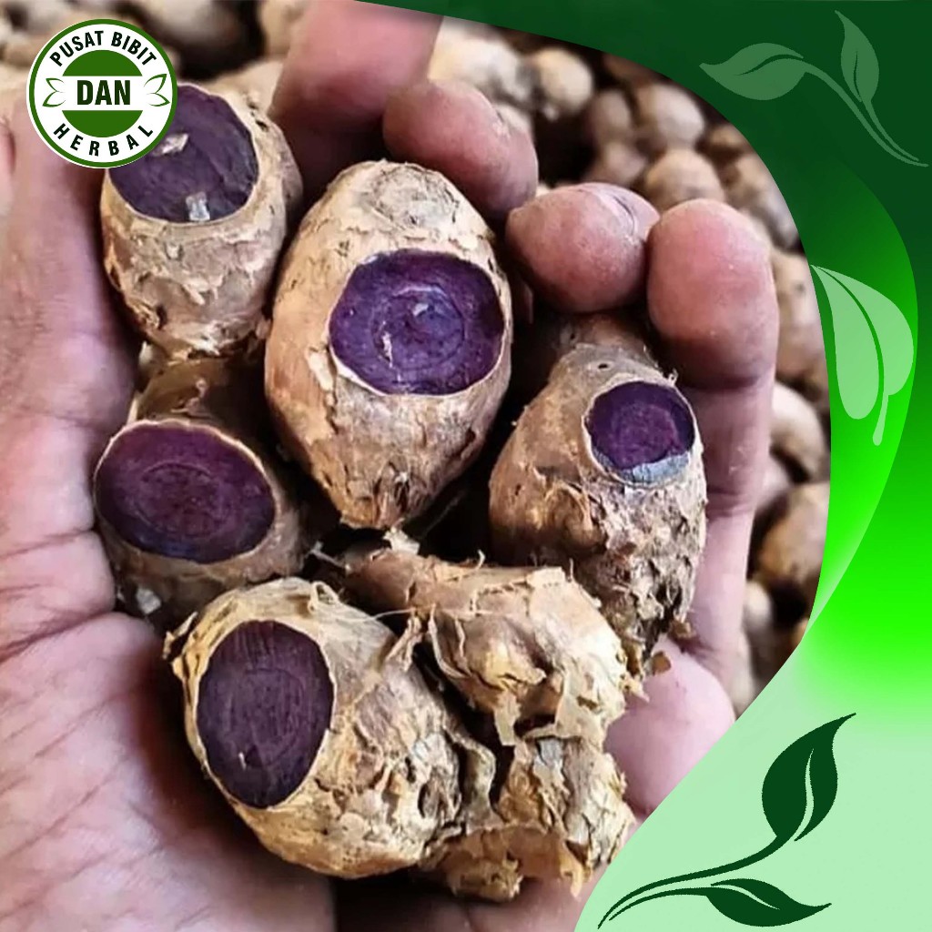 Jual kunyit hitam asli thailand fresh 250 gram obat herbal alami ...