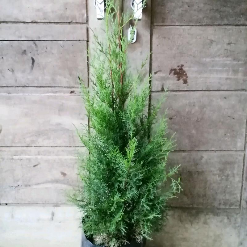 Jual cemara wangi tanaman hias cemara rentes (50-60 cm) | Shopee Indonesia