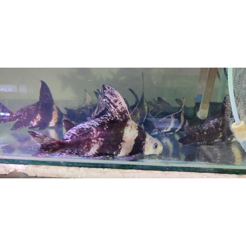Jual Chinese high fin super size 22 up | Shopee Indonesia