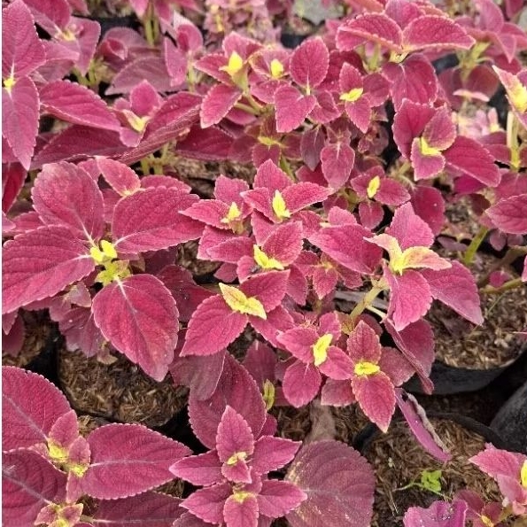 Jual Tanaman Miana Sun ( Tengah Kuning ) Coleus Scutellarioides ...