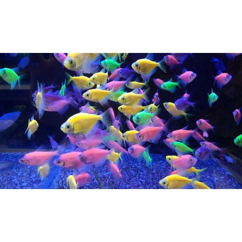 Jual glowfish tetra isi 20 warna mix dekorasi aquarium | Shopee Indonesia
