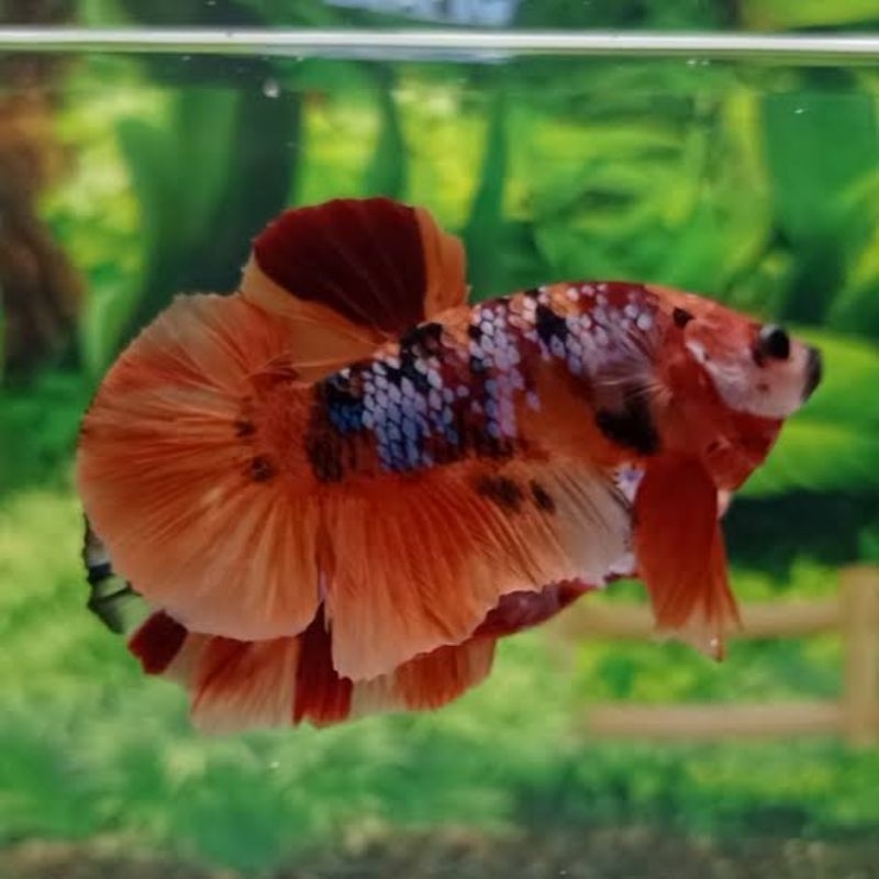 Jual ikan cupang nemo dengan warna yang menyala dan Corak unik yang ...